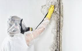 Best HVAC Mold Inspection and Cleaning  in Coleytown, CT